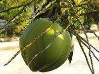 关于椰子的谜语