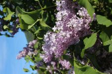 紫色树，紫色花，紫花开了结紫瓜，紫瓜柄上生小刺，紫瓜肚里装芝麻。 （打一蔬菜）