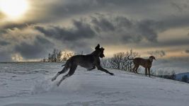两只狗赛跑，甲狗跑得快，乙狗跑得慢，跑到终点时，哪只狗出汗多？