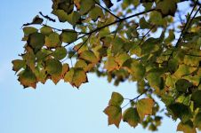秋色挂树梢，国内改旧貌「打一成语」