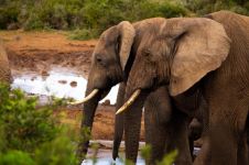 动物园里大象的鼻子最长，那谁是第二个长的呢？
