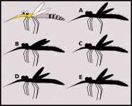 关于蚊子的趣味谜语