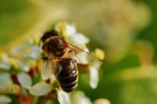 关于蜜蜂的谜语汇总