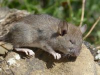 关于老鼠的动物谜语大全