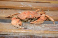 关于螃蟹的谜语-谜底是螃蟹的谜语