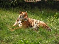 一只老虎被一根85米长的绳子捆着，它前方100米处有一堆草，老虎怎么样才能吃到草？