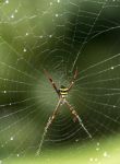蜘蛛精织网（打一四字成语）