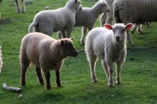 挂羊头卖狗肉「打一成语」