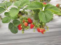 支起木杆摘草莓「花卉」