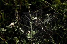 蜘蛛结网意如何「网络电脑词语」