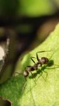 蚂蚁的牙是什么颜色的？