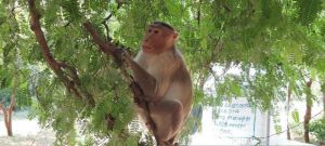 形状象耗子，生活象猴子，爬在树枝上，忙着摘果子「动物」