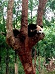 大熊猫和小熊猫是同一科的吗？
