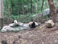 展出大熊猫「影人调尾」