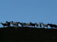 牧羊成群 （打一字）