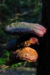 小蘑菇「生物学名词」