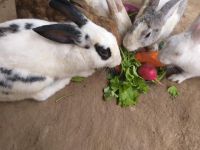身纤长，有红黄，小兔子们最爱它。「打一蔬菜」