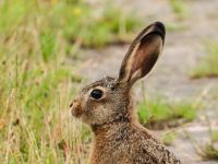兔子耳朵「打一字」