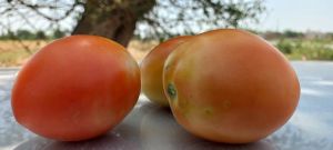 十五年前人尚存「番茄品种」