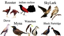日本人爱鸟「鸟名」