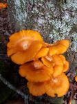 南山产蘑菇「真菌名词」