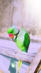 鹦鹉学说梅兰芳「打一成语」