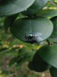 有的红绿有的青，细身纱翅能飞行，捕捉小虫真灵敏，晴天飞来雨天停。「打一昆虫」