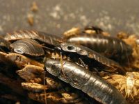 关于蟑螂的谜语-谜底是蟑螂的谜语