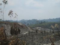 砍伐森林，毁灭森林，大错特错「打一字」