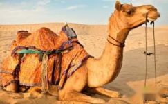 关于的骆驼谜语大纲