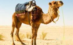关于骆驼的谜语大纲