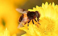 关于蜜蜂的谜语汇总大纲