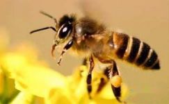关于蜜蜂的谜语大纲
