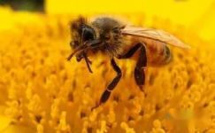 关于蜜蜂的谜语精选大纲