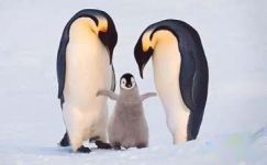 关于企鹅的谜语大纲