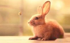关于兔子的谜语及谜底大纲