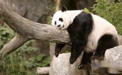 关于大熊猫的谜语精选大纲