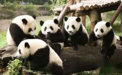 关于大熊猫的谜语大纲