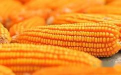 关于玉米的经典谜语大纲