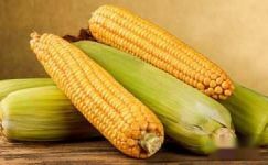 关于玉米的谜语大纲
