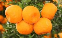 关于幼儿橘子的谜语大纲