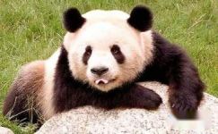 有没有猜大熊猫的谜语大纲