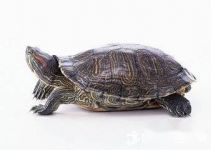 关于乌龟的幼儿谜语