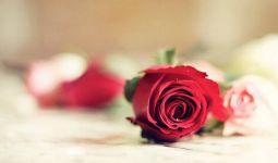 关于玫瑰百合花的谜语