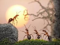 关于蚂蚁的谜语幼儿园